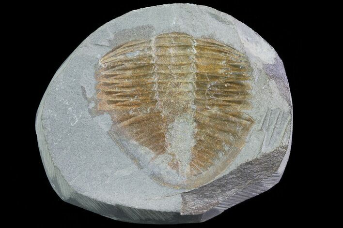 Partial Ogyginus Cordensis - Classic British Trilobite #75928